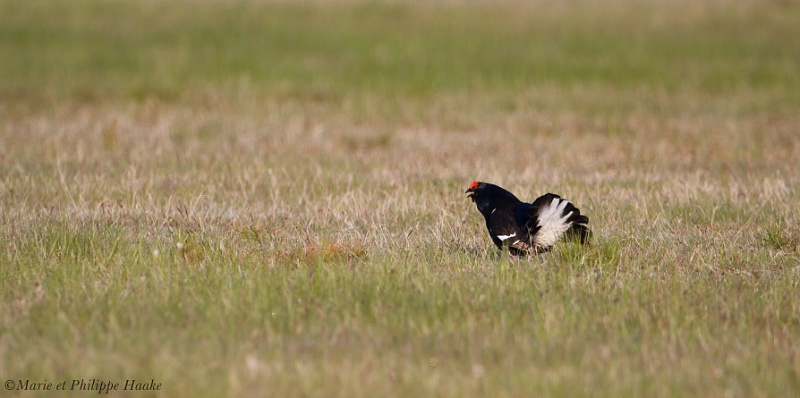Tetras lyre 7999_wm.jpg - Tétras lyre, Black Grouse,Lyrurus tetrix (Suède, mai 2011)